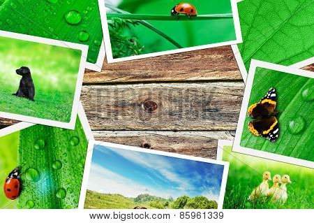 Plie Of Green Nature Pictures On Wooden Table