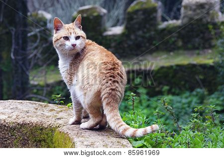 Wild cat