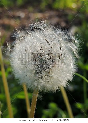 Common Dandelion With Seeds