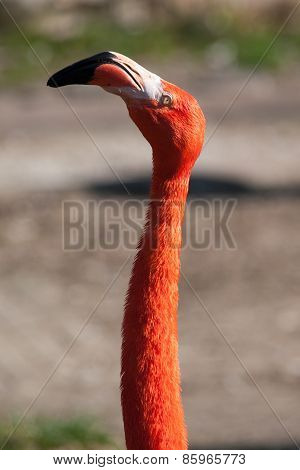 Flamingo portrait