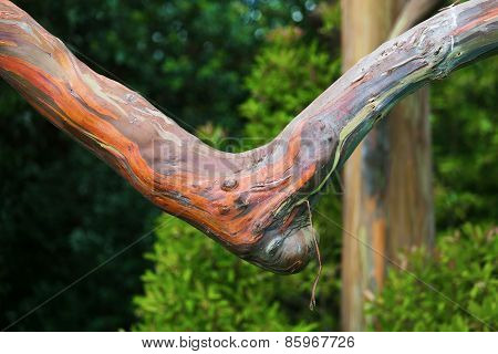 Rainbow Ecalyptus Branch