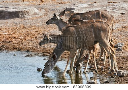 A Herd Of Greater Kudu Drinking