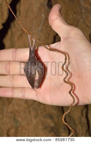 Lesser Horseshoe Bat (rhinolophus Hipposideros) Hibernation
