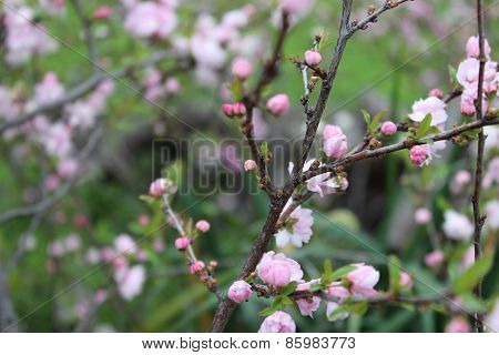 Spring Blossoms