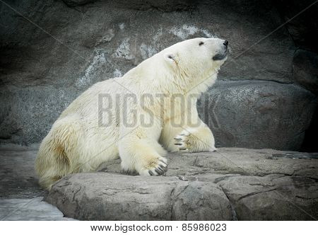 Polar Bear