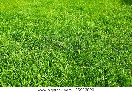 Beautiful  fresh green grass in the garden.