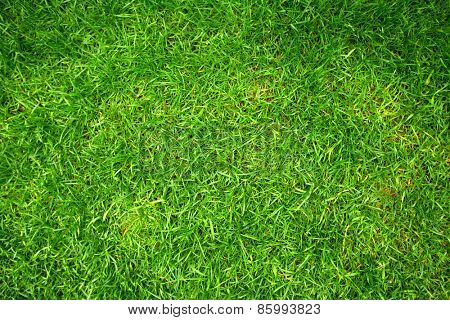 Beautiful  fresh green grass in the garden.