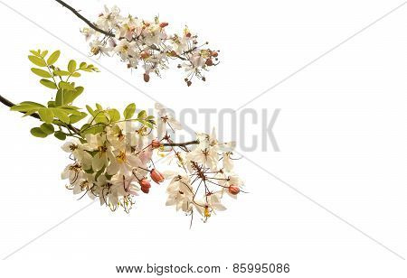 Wishing Tree
