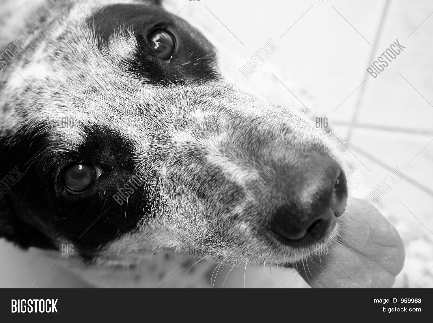 Black White Dog Face Image & Photo (Free Trial) Bigstock