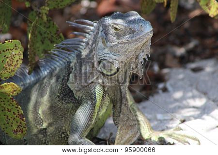 gray and green large iguana reptile