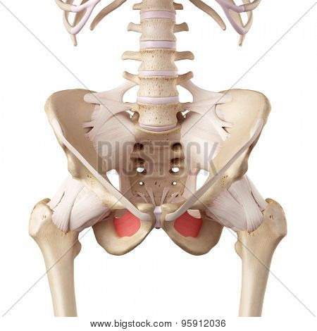 medical accurate illustration of the obturator membrane