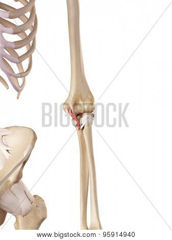 medical accurate illustration of theulnar collateral ligament posterior