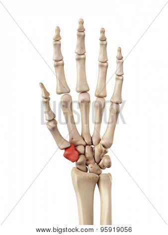 medical accurate illustration of the trapezium bone