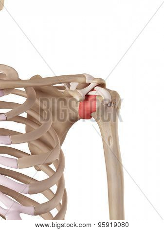 medical accurate illustration of the capsular ligament