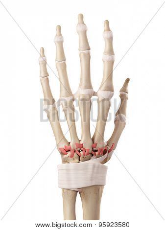 medical accurate illustration of the dorsal carpometacarpal ligaments