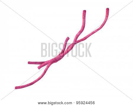 medical bacteria illustration of the Bacillus anthracis