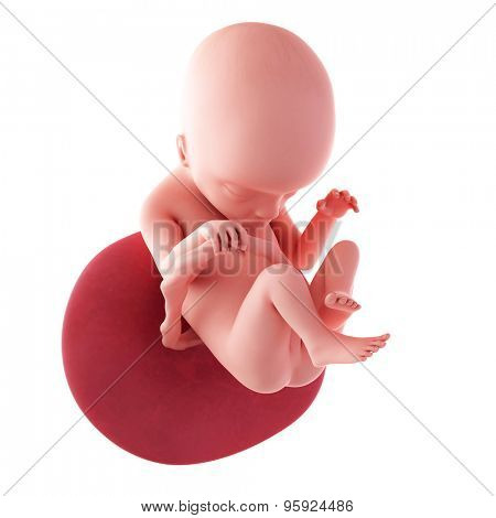 medical accurate illustration of a fetus - week 18