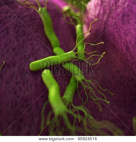medical bacteria illustration of the helicobacter pyloris
