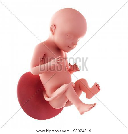 medical accurate illustration of a fetus - week 28