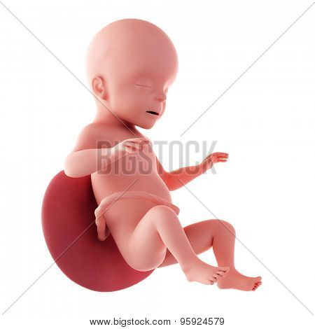 medical accurate illustration of a fetus - week 26