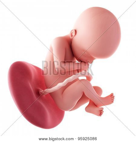 medical accurate illustration of a fetus - week 22