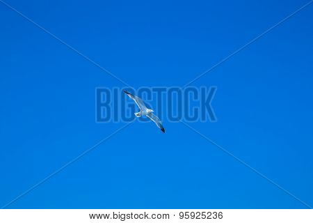 The seagull flies against the blue sky