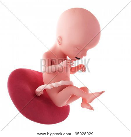medical accurate illustration of a fetus - week 17