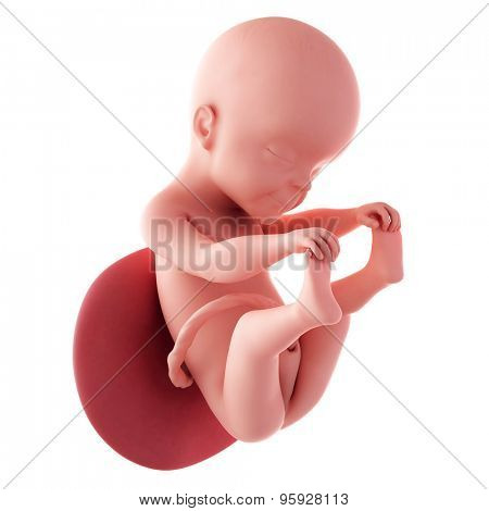 medical accurate illustration of a fetus - week 25
