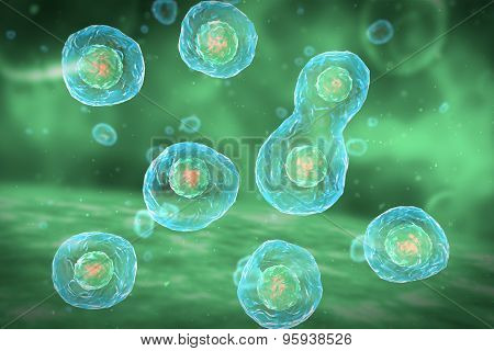 Cell Division Stages of Mitosis