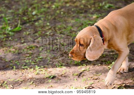 Red Puppy Walks