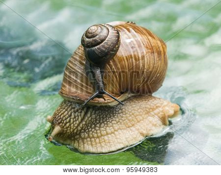 Helix Pomatia Edible Snail With Fruticicola Fruticum On Shell