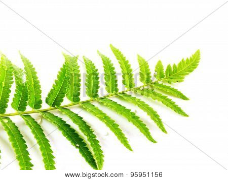 green fern branches isolated on white background
