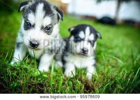 Pretty Little Husky Puppies Outdoor In The Garden