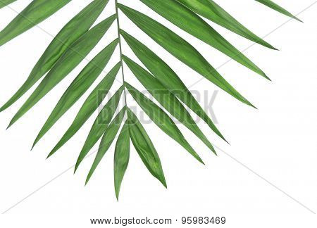 Beautiful palm leaf isolated on white