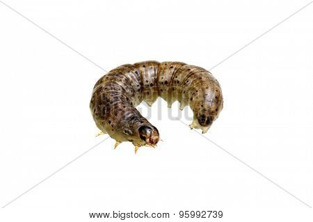  caterpillar isolated on a white background 