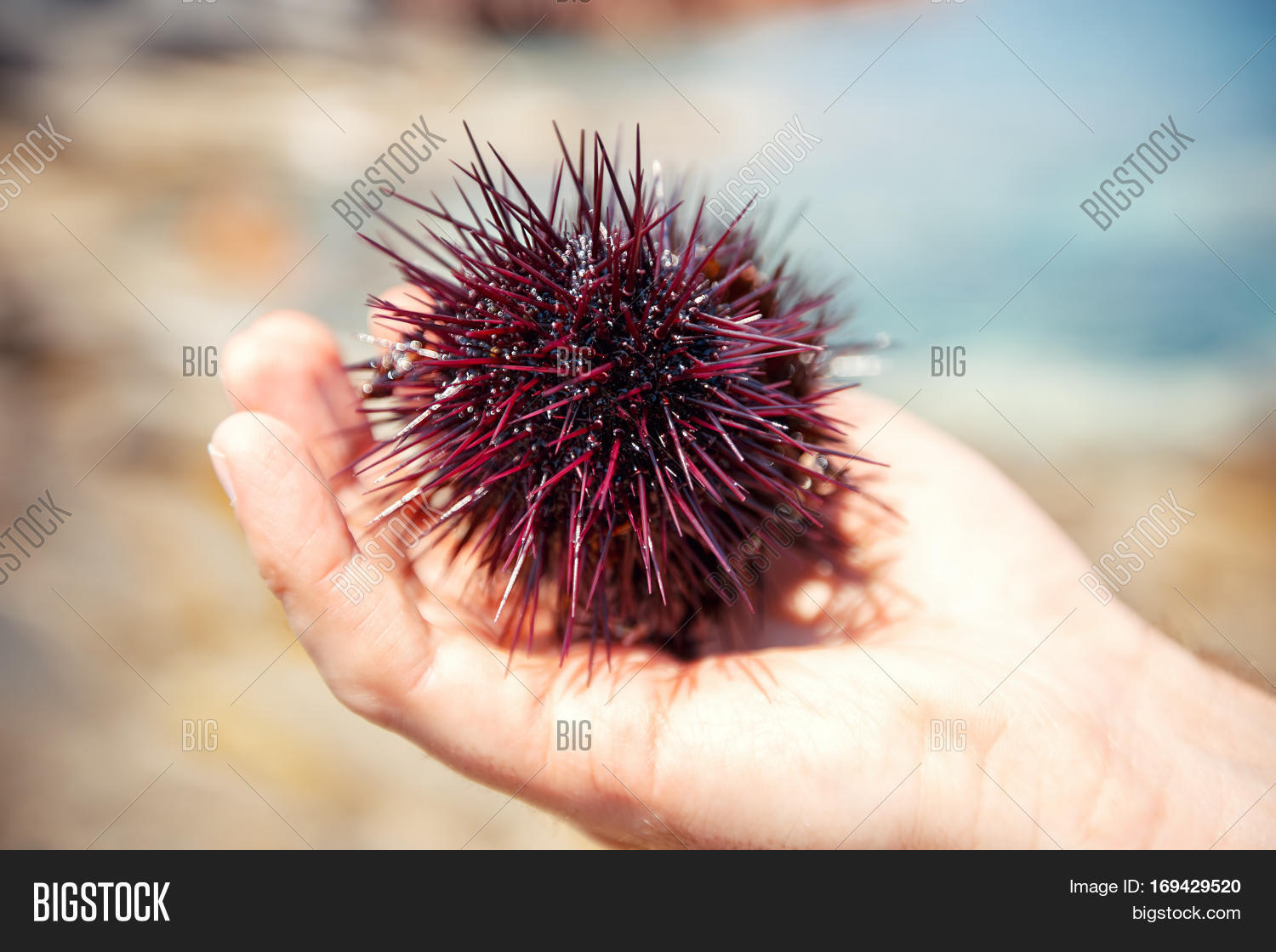 Sea Urchins On Human Image & Photo (Free Trial) Bigstock