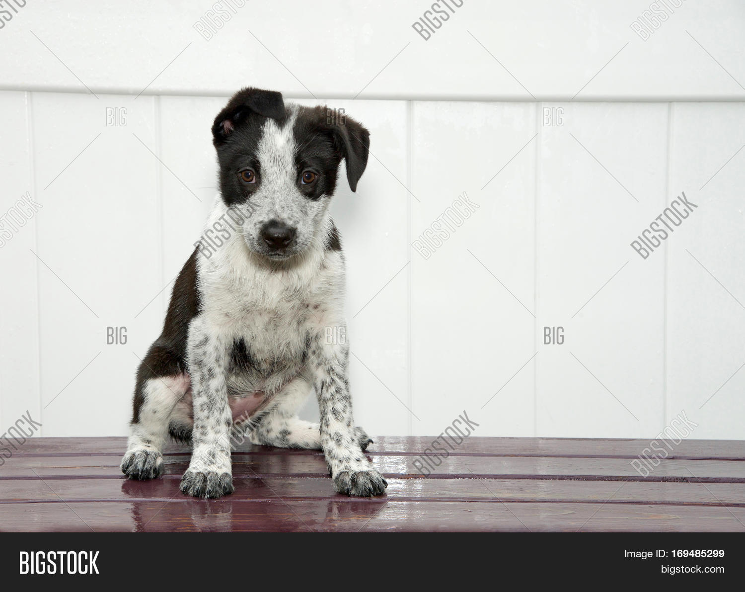 white dog with black ears