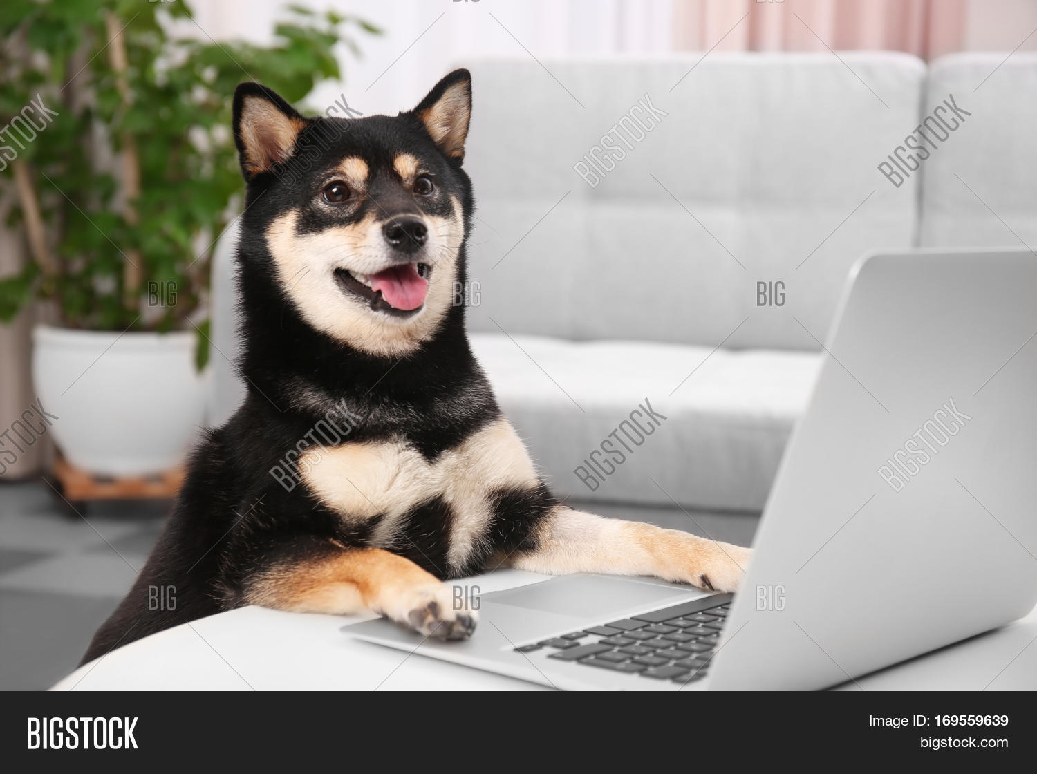 Cute Shiba Inu Dog Image Photo Free Trial Bigstock