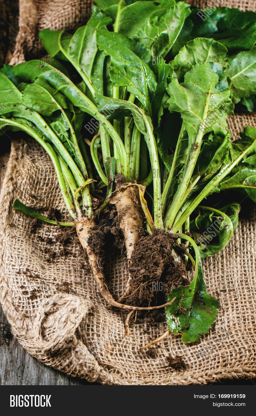 Bunch Young Sugar Beet Image & Photo (Free Trial) Bigstock