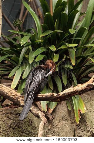 African Darter Known As Anhinga Rufa Rufa