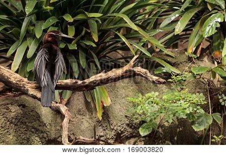 African Darter Known As Anhinga Rufa Rufa