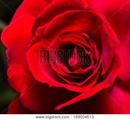 Closeup Petal of Beautiful Red Rose 2