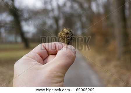 Closeup of a beechnuts in a human hand