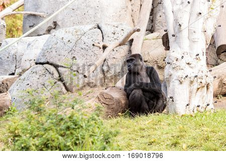 Western Lowland Gorilla
