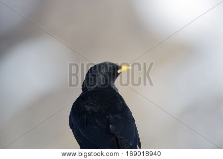 Portrait one natural alpine chough (Pyrrhocorax graculus)