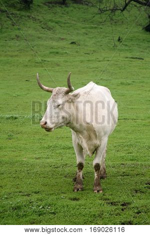 Beautiful Long Horn Steer and Cows live the life of luxury in a private green pasture eating grass and enjoying life.