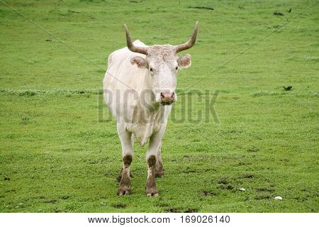 Beautiful Long Horn Steer and Cows live the life of luxury in a private green pasture eating grass and enjoying life.