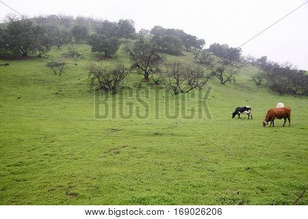 Beautiful Long Horn Steer and Cows live the life of luxury in a private green pasture eating grass and enjoying life.