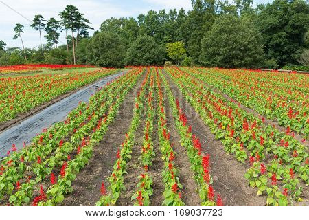 Salvia field