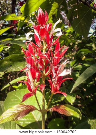 Nature view of red flowers blooming in garden under sunlight